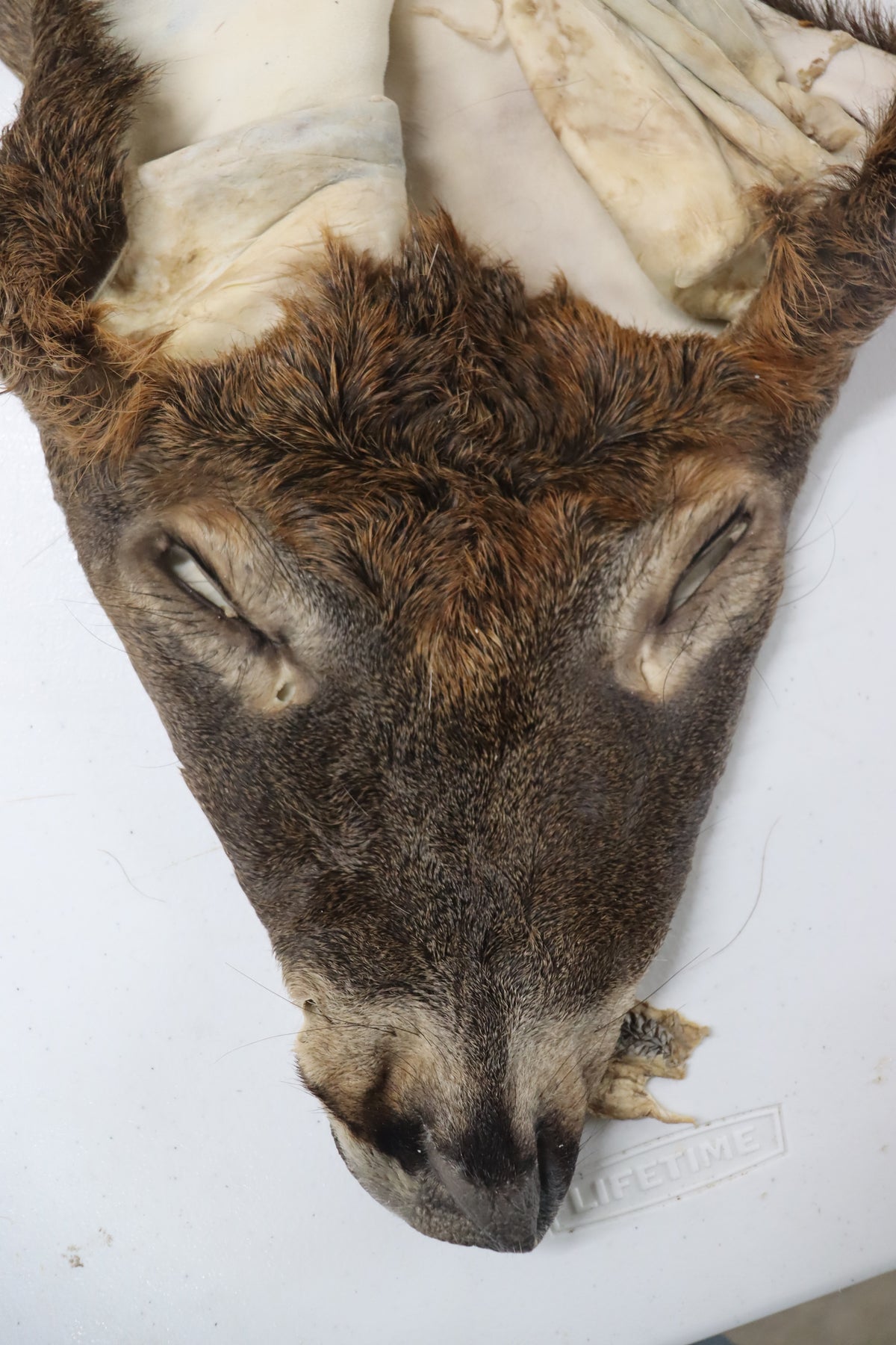 Tanned Hides For Sale - Old Barn Inc. – Old Barn Taxidermy & Tannery